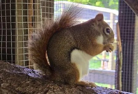 Chalet Panorama Ranc *