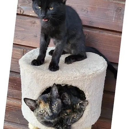 Panorama Ranc * Jezici