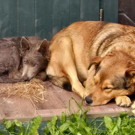 Panorama Ranc 샬레 Jezici