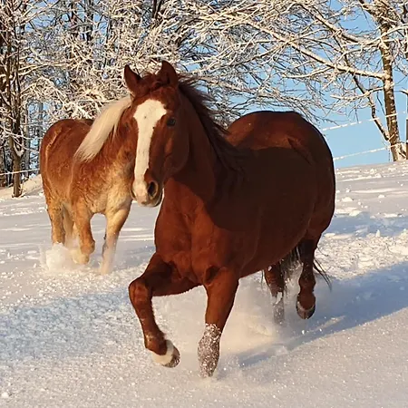 샬레 Panorama Ranc Jezici