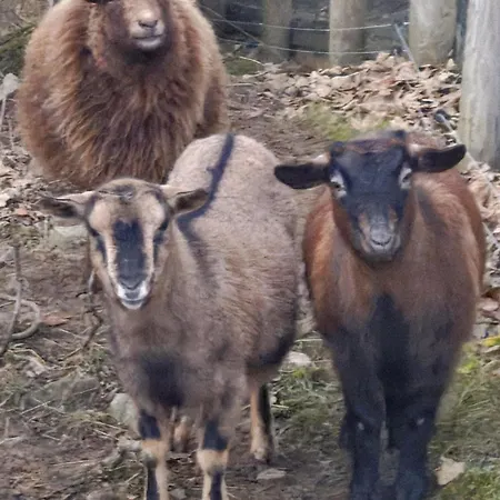 Panorama Ranc 샬레