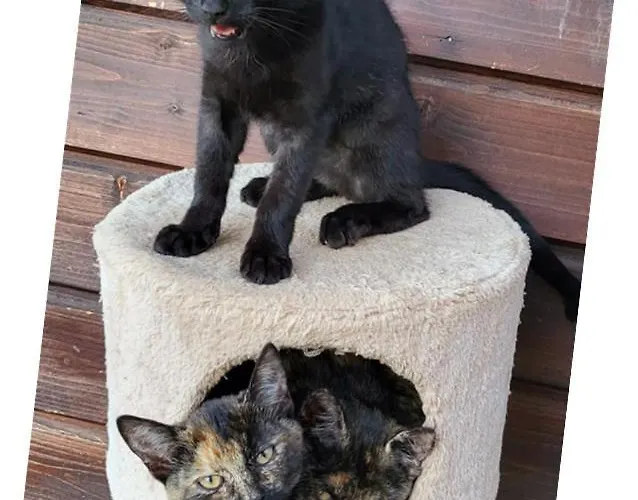 Panorama Ranc * Jezici