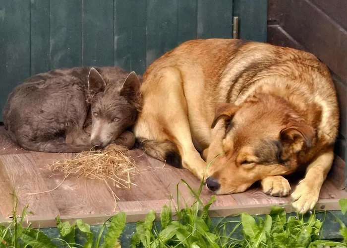 Panorama Ranc Alpesi faház Kornyavölgy