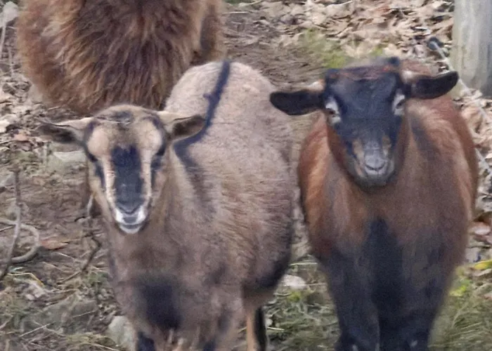 Panorama Ranc בקתה